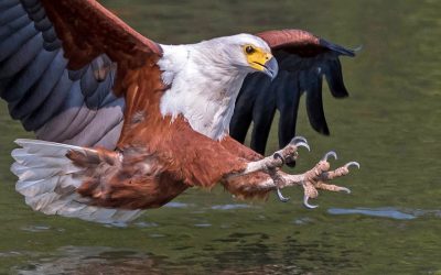 JANUARY 2020 MONTHLY PDI