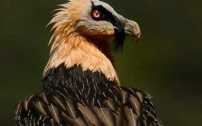 FEBRUARY 2020 MONTHLY PDI COMPETITION