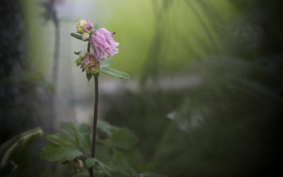 A Bit About Me & The Colour Print of The Year