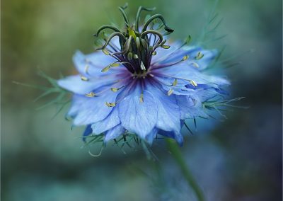 Love-in-a-mist