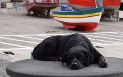 NOVEMBER MONTHLY PRINT