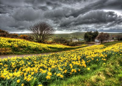 Welsh Daffs on a Stormy Day