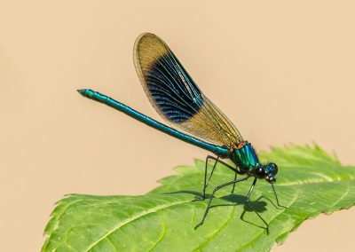 Banded Damsel Fly