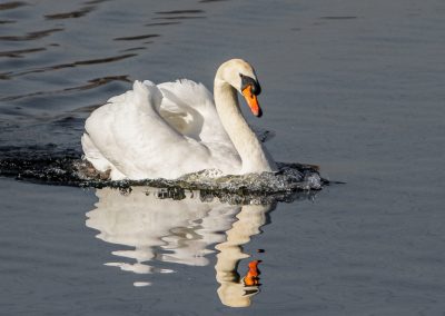 Swan wake