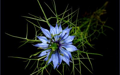 Monthly PDI A Light-Hearted Look