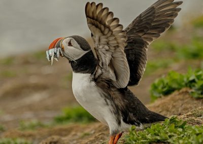 Puffin with sand eel