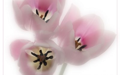 January PDI A Light Hearted Look