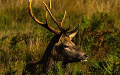 February’s Monthly PDI A Light Hearted Look