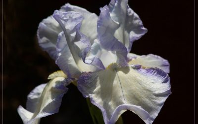 Natural History & Nature Winning Images