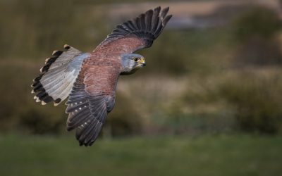 July PDI Winning Images