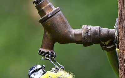 August PDI Winning Images