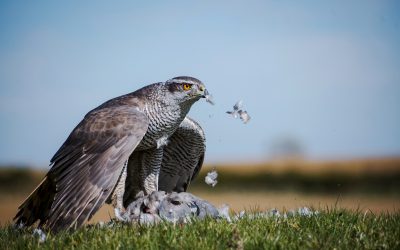 September PDI Winning Images