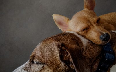 February PDI Winning Images