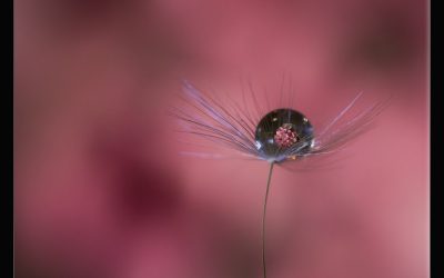 Annual PDI Competition Winning Images & PDI Of The Year