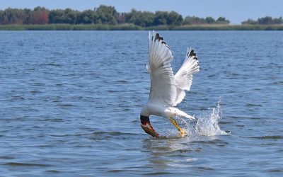 Gordon Bramham Natural History Trophy. Winning Images