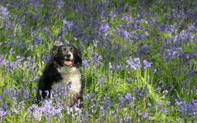 Nature Print Trophy (Animals & Flowers) & Norman Bonham Trophy. Winning Images