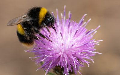 August Monthly PDI Competition Winning Images