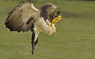 October 2022 Monthly PDI Winning Images