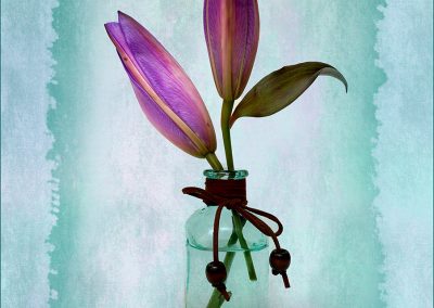 Purple Oriental Lily