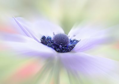 Purple Poppy Anenome