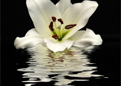 White Lily Reflection