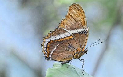 Gordon Bramham Natural History Trophy , Nature Print Trophy & Norman Bonham Trophy Winning Images
