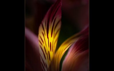 Theme In A Hat Winning Images