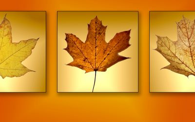 November  PDI Competition (Triptych)Winning Images