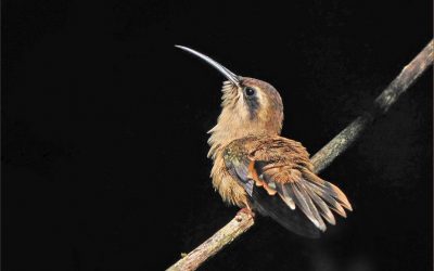 Gordon Bramham Natural History Museum(PDI’s) Natural History Bijou Trophy (Prints) & Norman Bonham Trophy. Winning Images