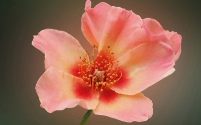 August Monthly Print Winning Images