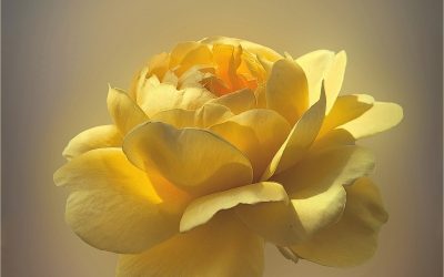 Half Yearly PDI Competition Winning Images