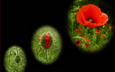 November Monthly PDI (triptych)Winning Images