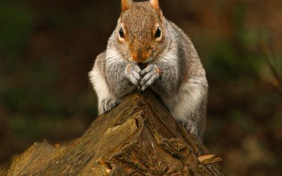 February’s PDI’s Competition Winning Images