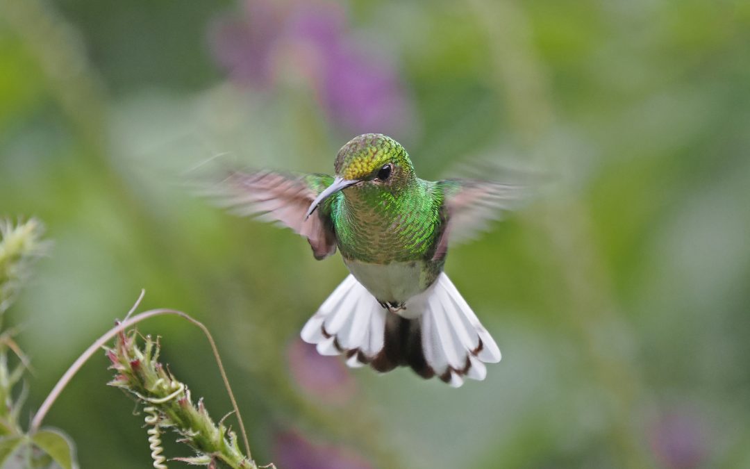 Annual PDI Competition Winning Images