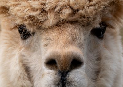 Llama